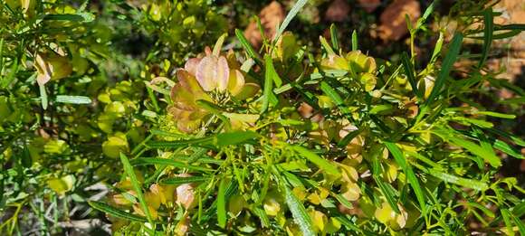 Image of narrow-leaf hopbush