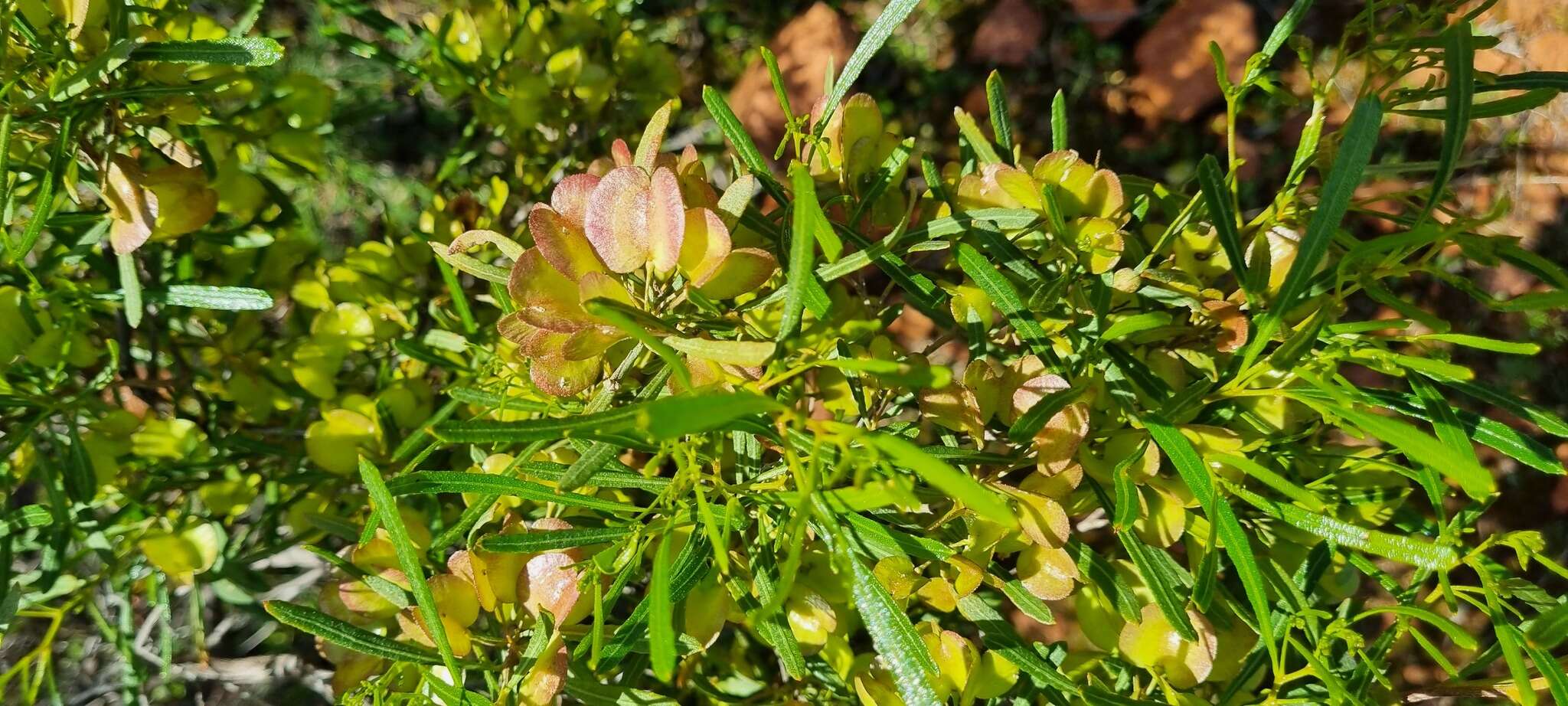 Слика од Dodonaea viscosa subsp. angustissima (DC.) J. West