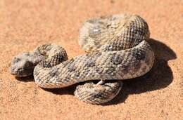 Image of Horned Adder