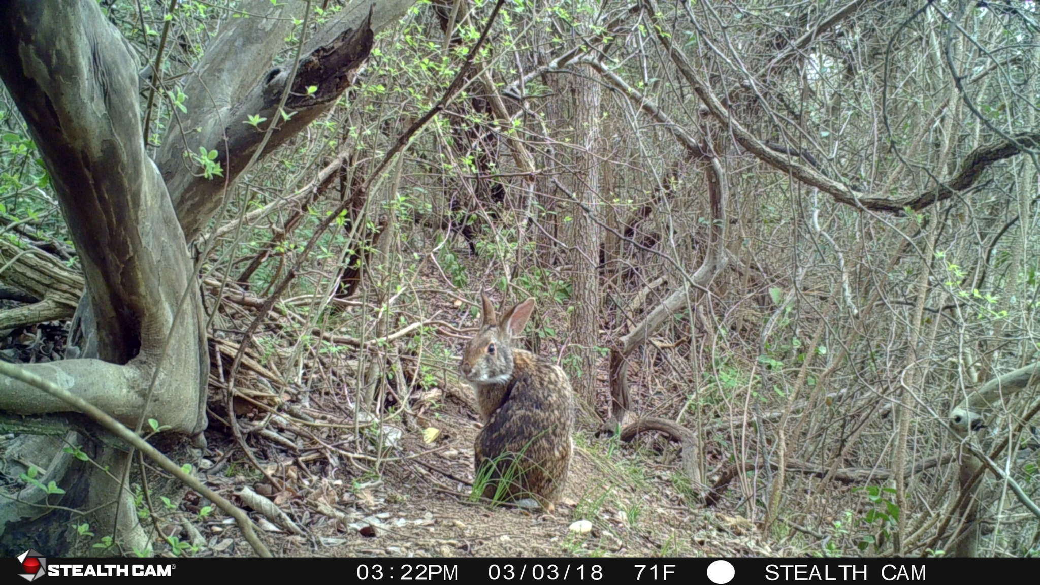 Image of Swamp Rabbit