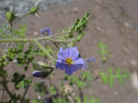 Image de Solanum heterodoxum Dun.