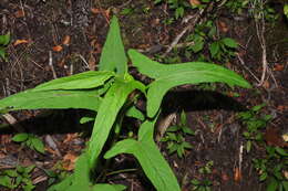 Rumex abyssinicus Jacq.的圖片