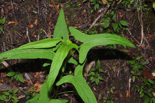 Rumex abyssinicus Jacq. resmi