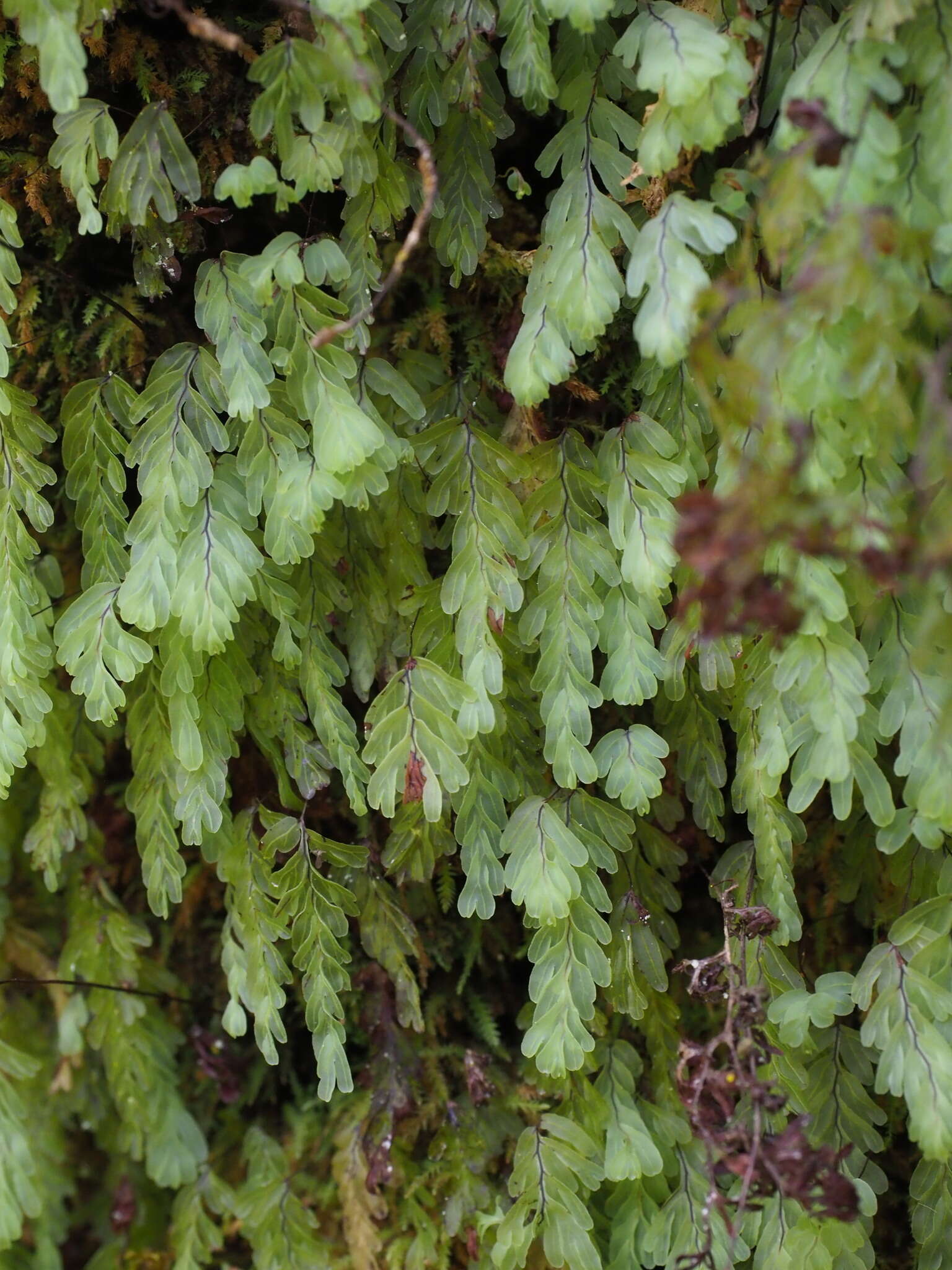 Image de Hymenophyllum rarum R. Br.