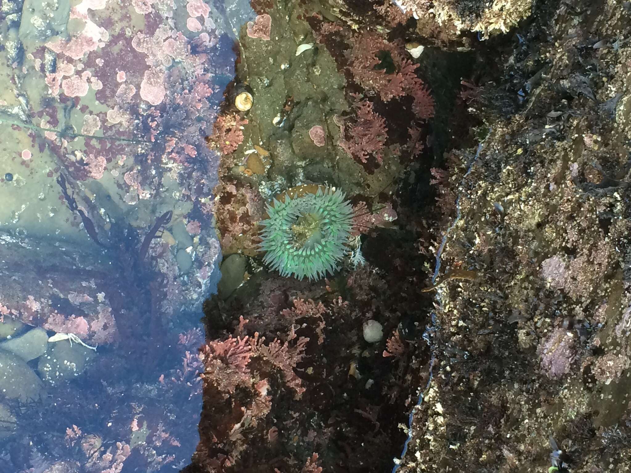 Image of giant green anemone