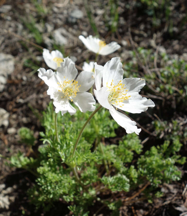 Anemone drummondii S. Wats. resmi