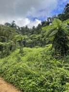 Image of West Indian treefern