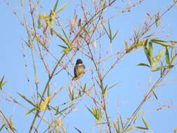 Image of Northern Fantail