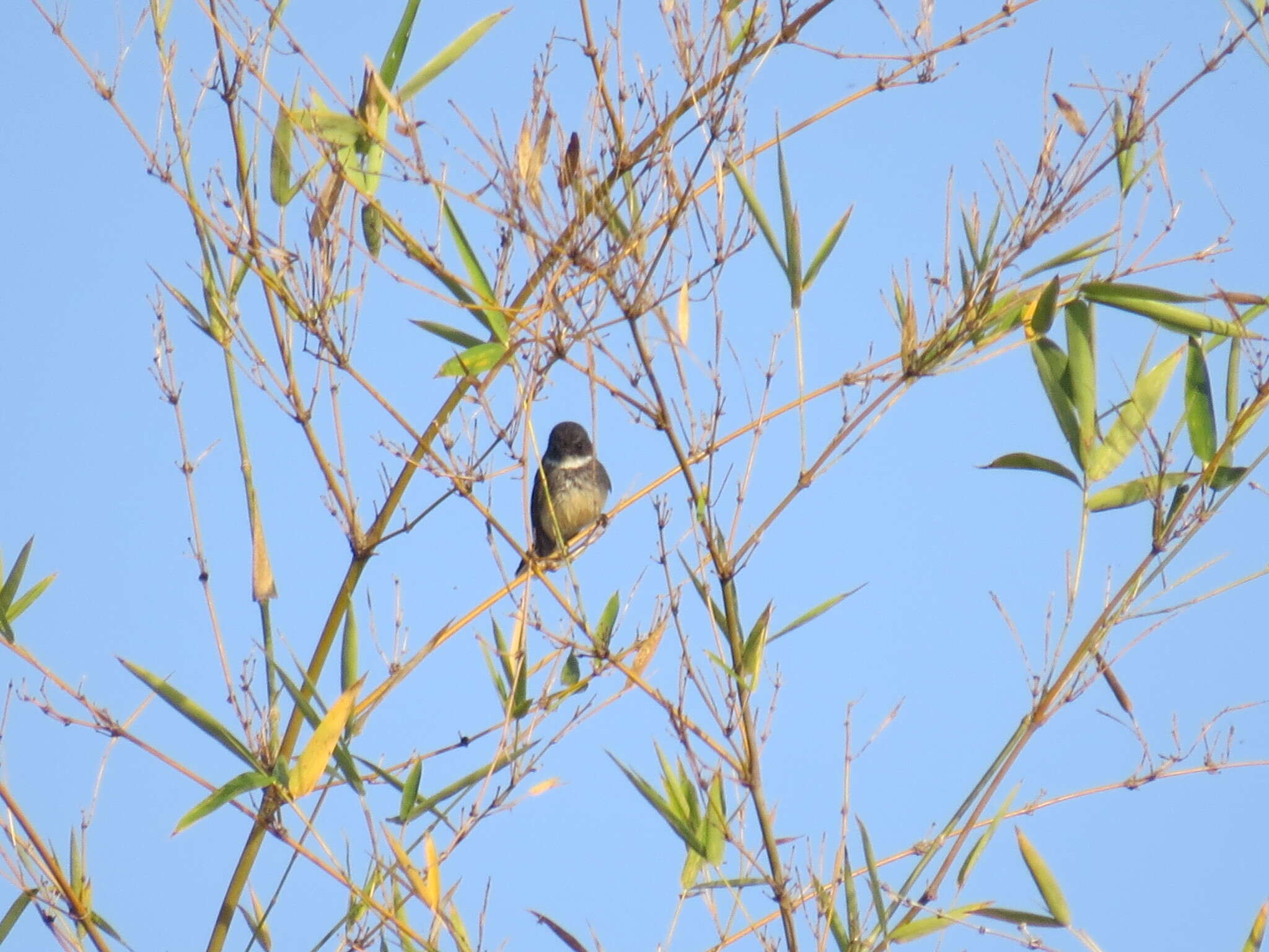 Image of Northern Fantail