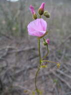 Image of Drosera neesii Lehm.