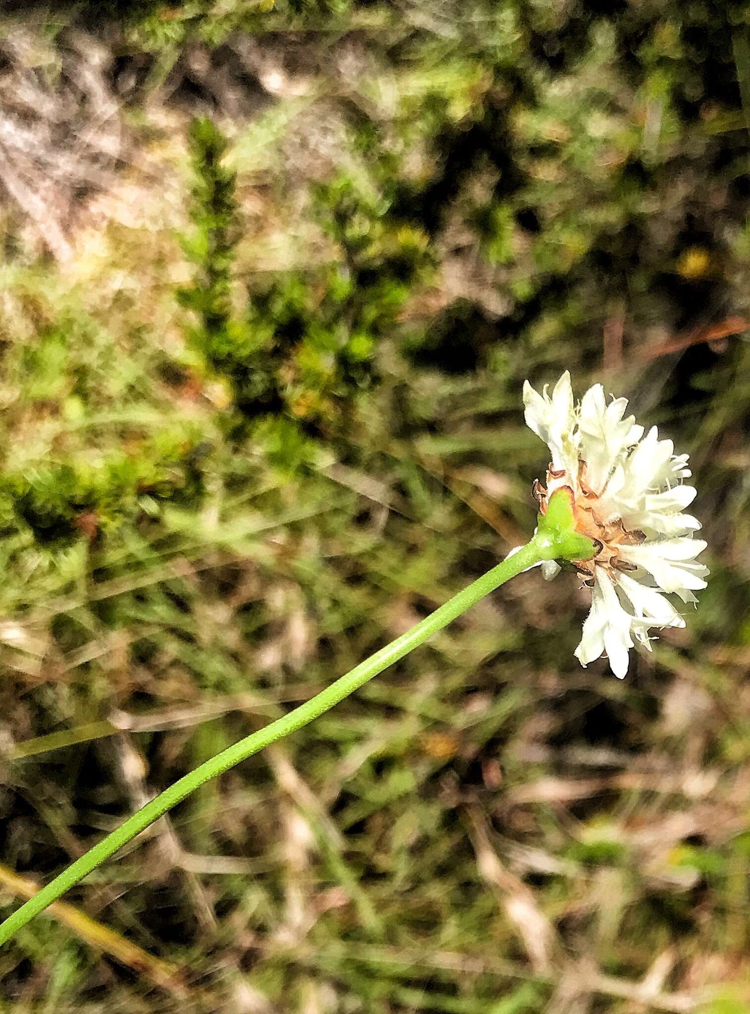 Image of Cephalaria humilis (Thunb.) Roem. & Schult.