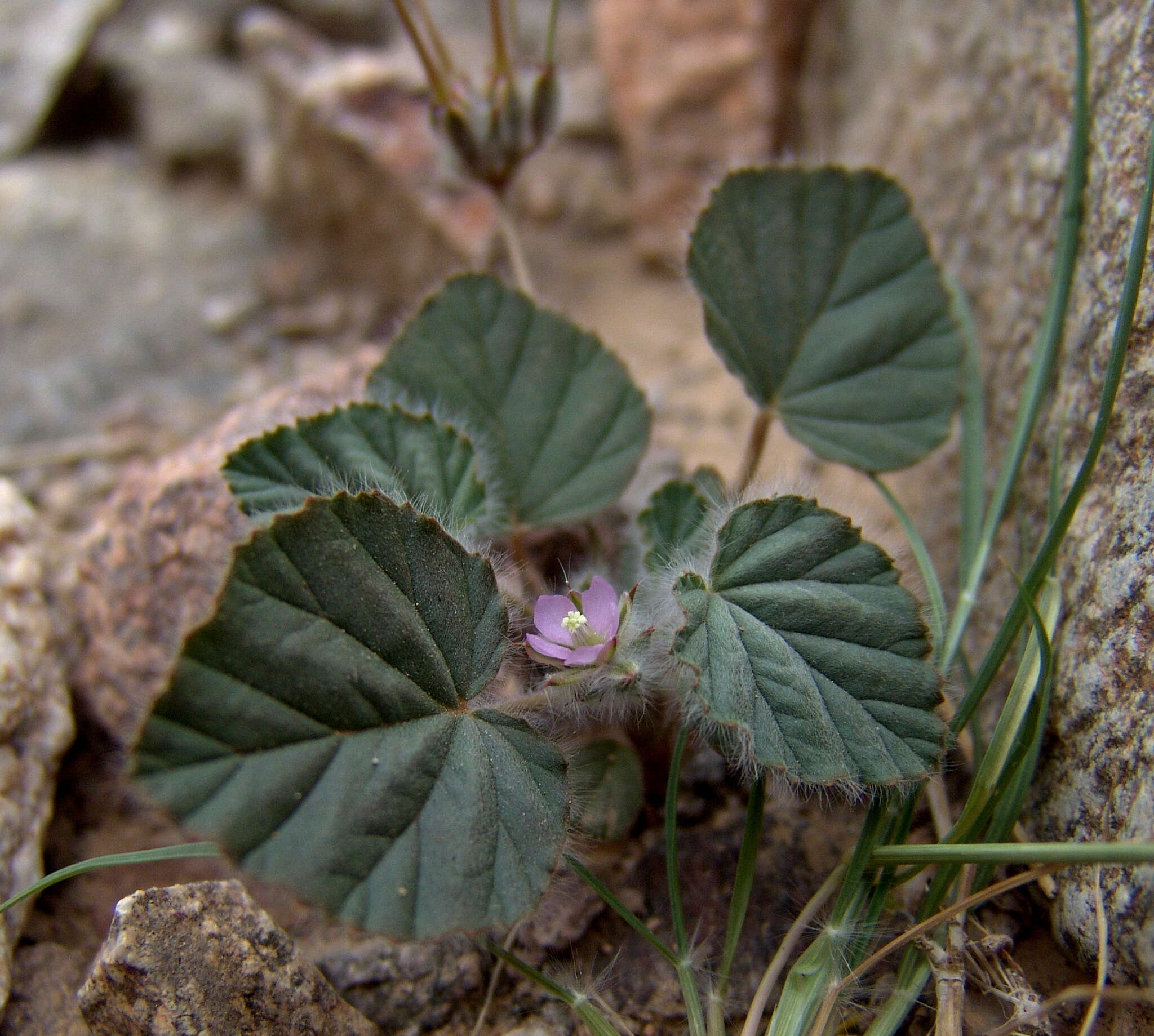 Image of Monsonia heliotropioides (Cav.) Boiss.