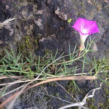 Image of purple morning-glory