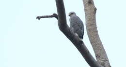 Image of Grey-lined Hawk