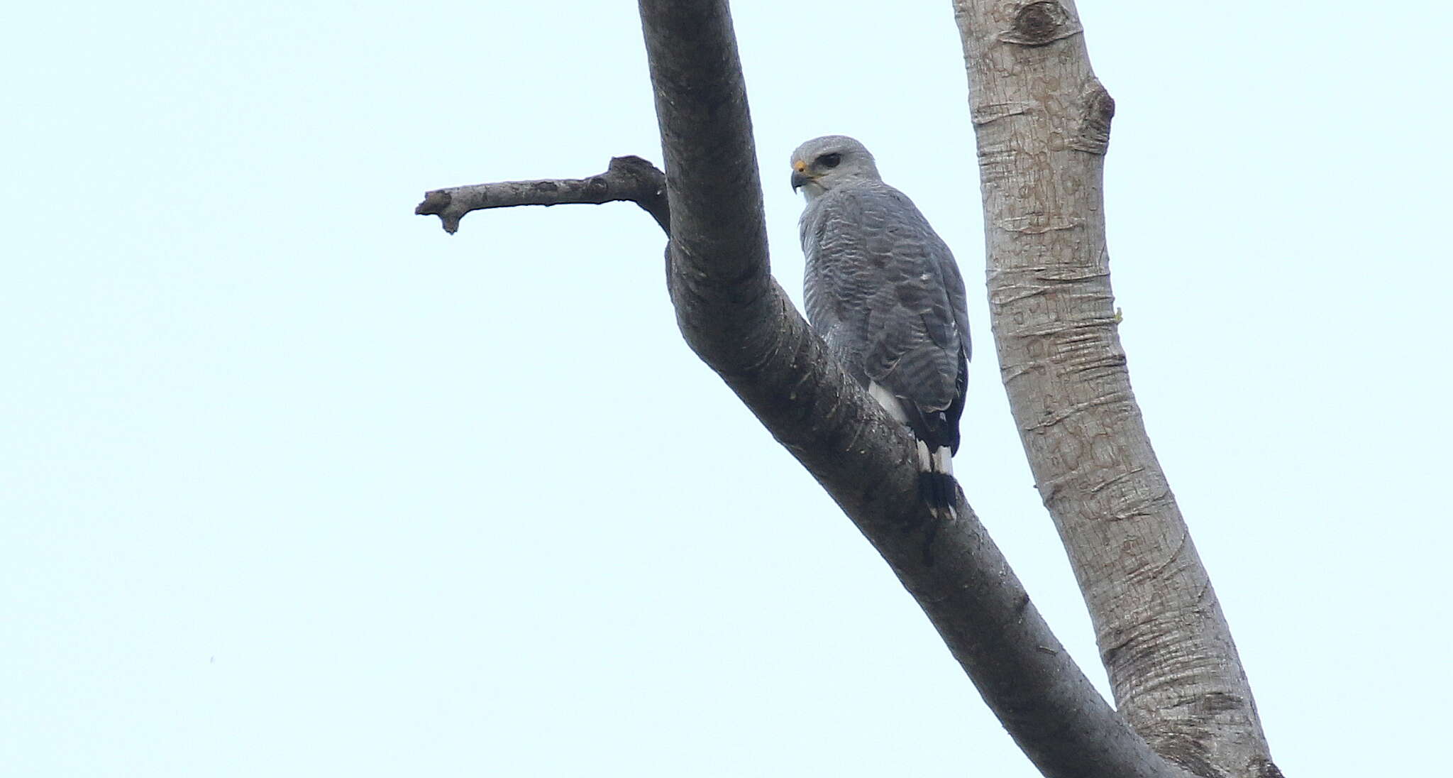 Image of Grey-lined Hawk