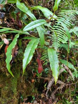 Слика од Nepenthes tentaculata Hook. fil.