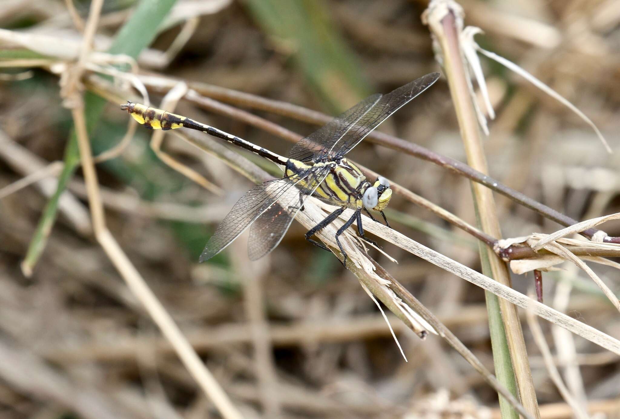 Image of Tamaulipan Clubtail