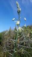 Image de Albuca canadensis (L.) F. M. Leight.