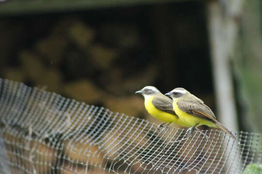 Image of Rusty-margined Flycatcher