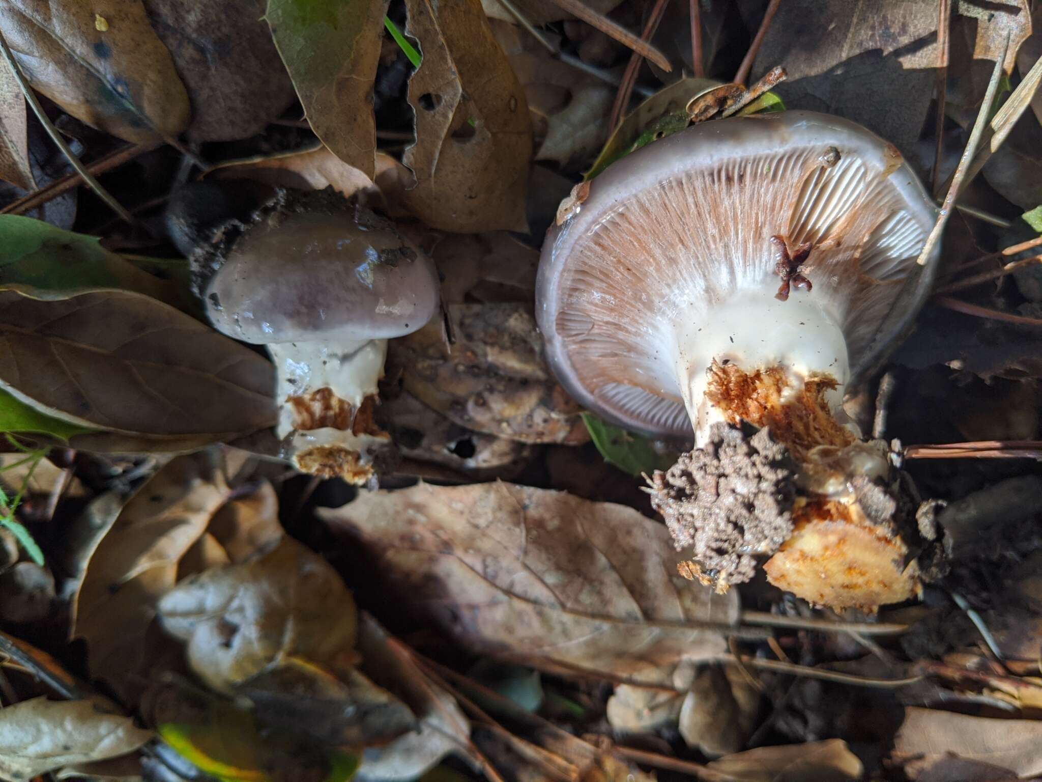 Image of Cortinarius cylindripes Kauffman 1905