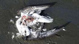 Image of White-headed Petrel