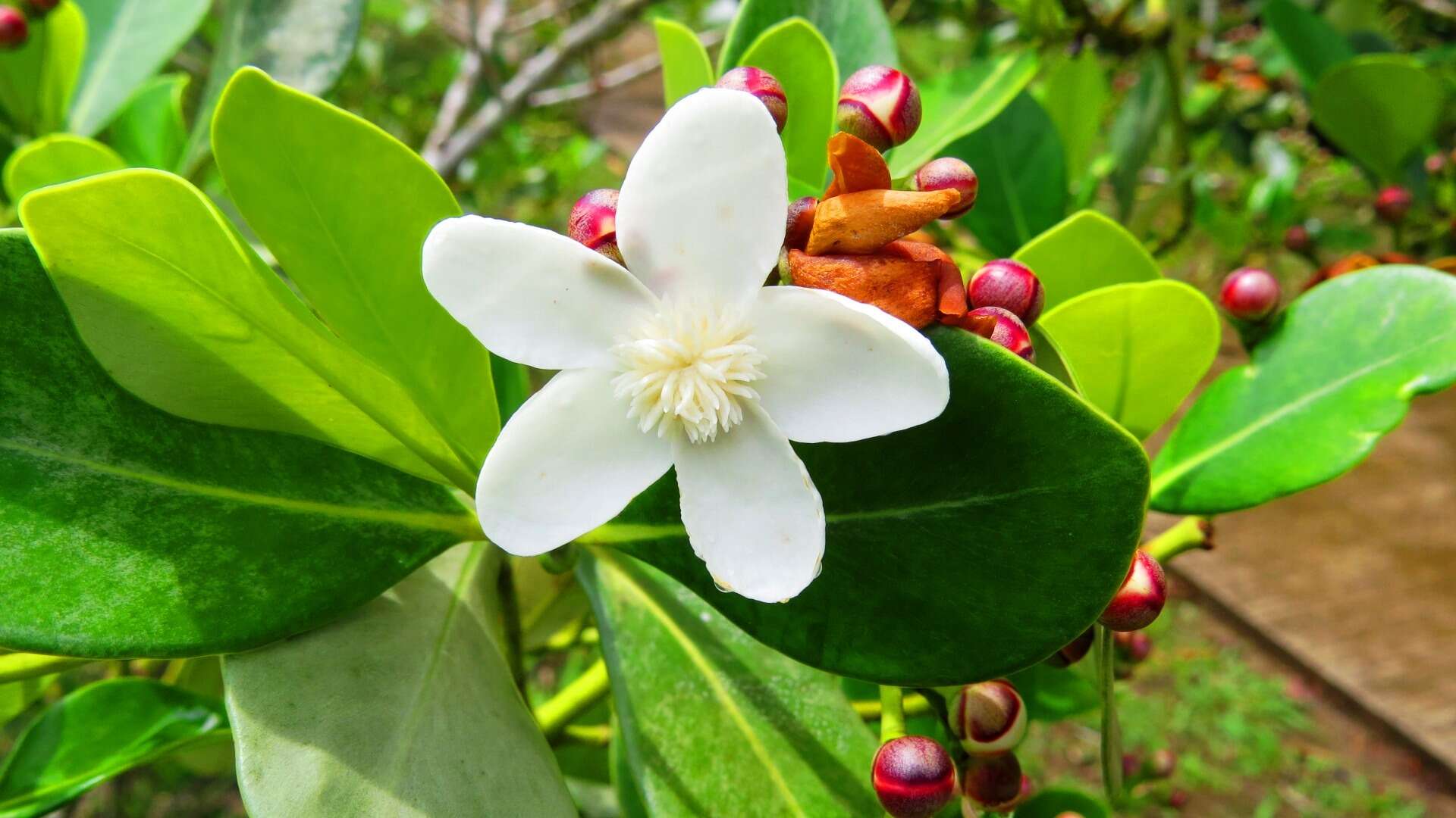 Image of Clusia criuva Cambess.