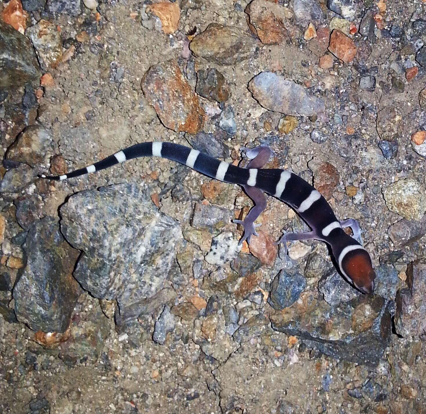 Image of Black Banded Gecko