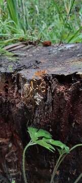 Image de Calocera fusca Lloyd 1925