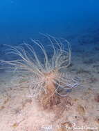 صورة Pachycerianthus solitarius (Rapp 1829)