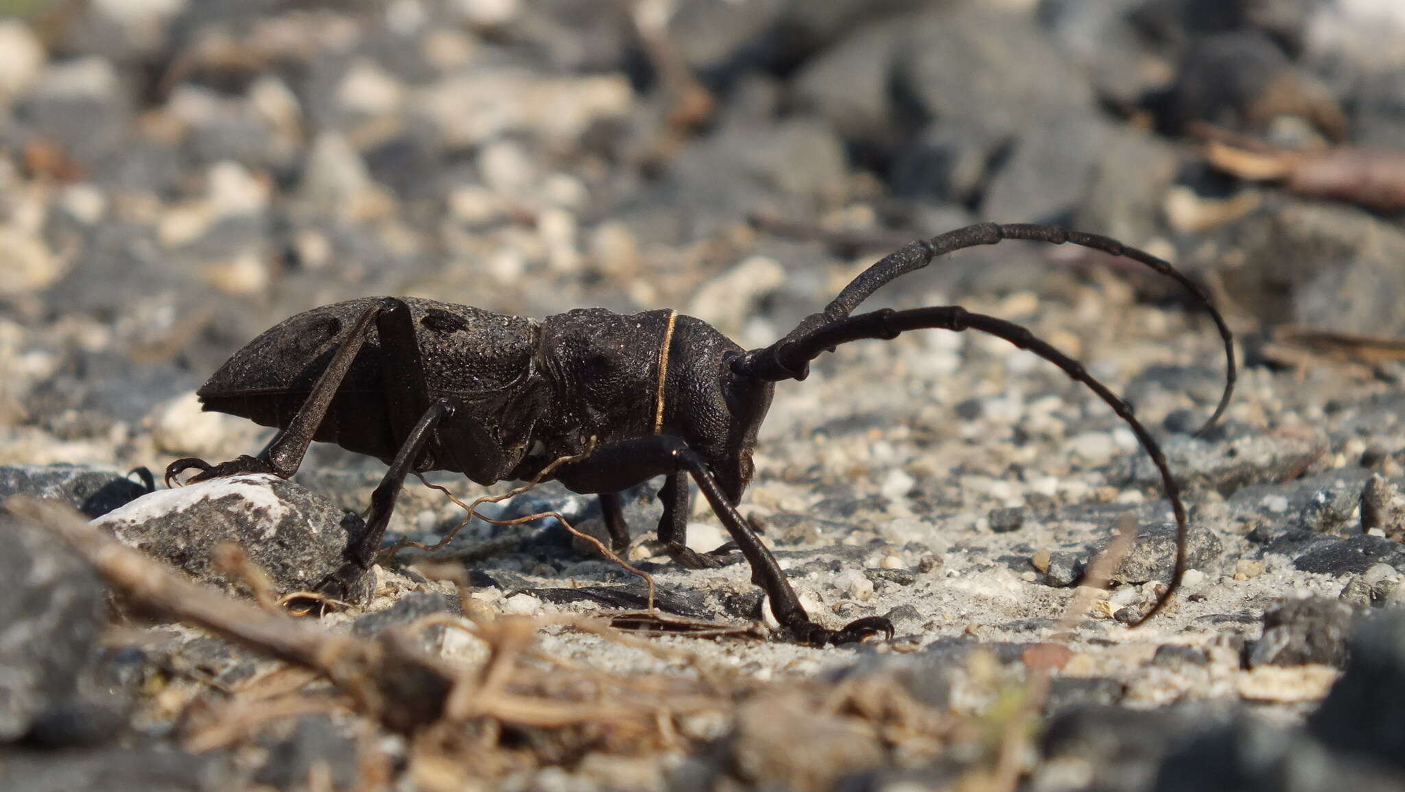 Image de Morimus orientalis Reitter 1894