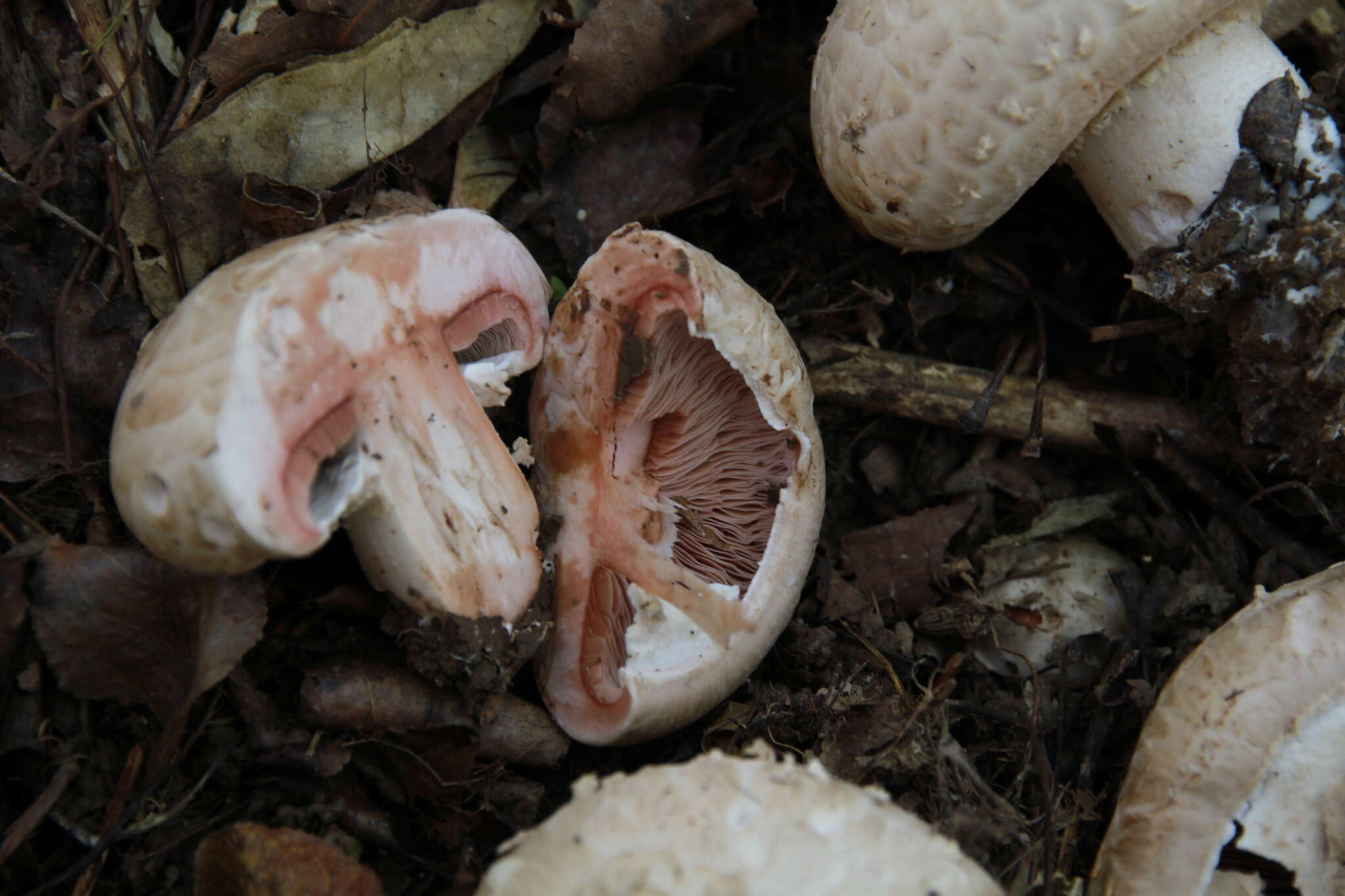 Image of Agaricus subfloccosus (J. E. Lange) Hlaváček 1951