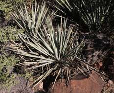 Yucca baccata Torr. resmi