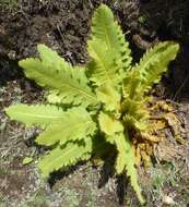 Image of Meconopsis paniculata (D. Don) Prain