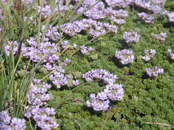 Image of Junellia micrantha (Phil.) Moldenke