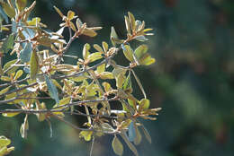 Image of Clethra rosei Britton