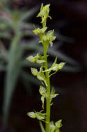 Image of Canyon Bog Orchid