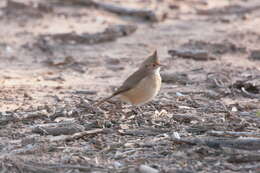 Image of Crested Hornero