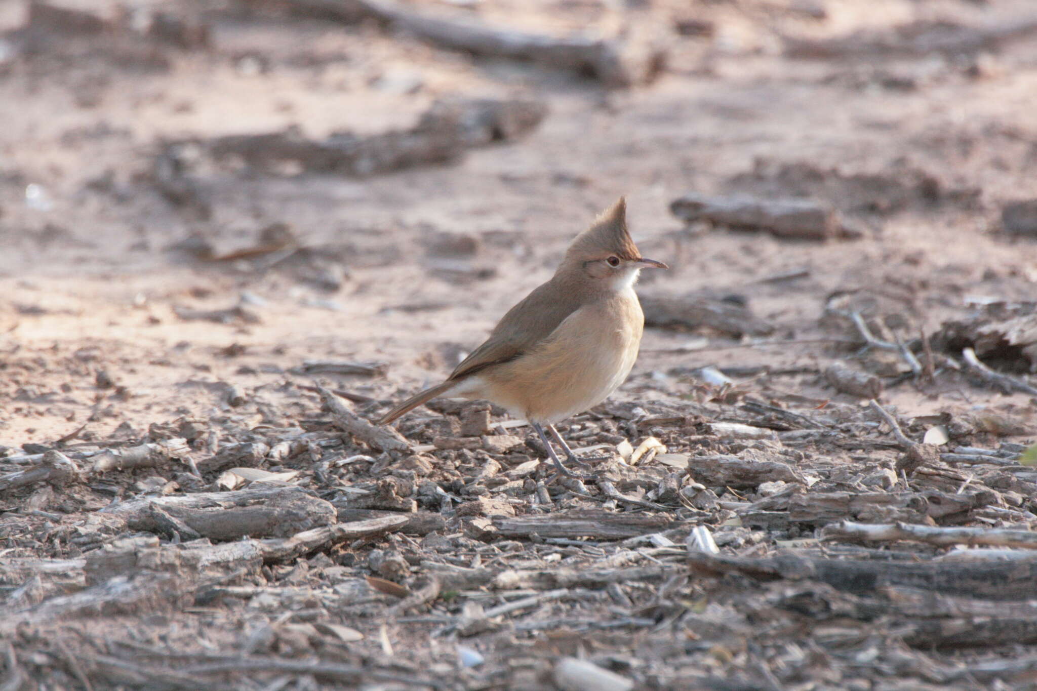 Image of Crested Hornero