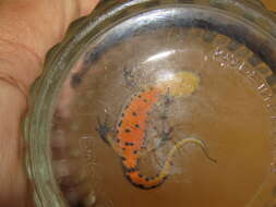 Image of Bosca's Newt