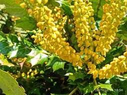 Image of Berberis napaulensis (DC.) Spreng.