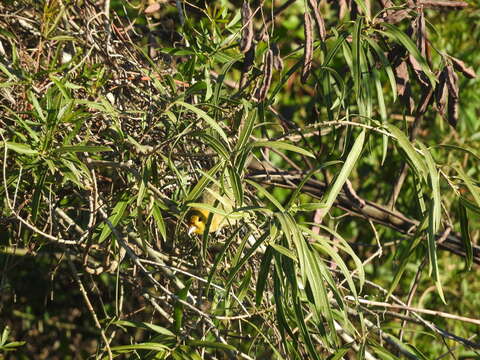 Image de Tangara à tête orange