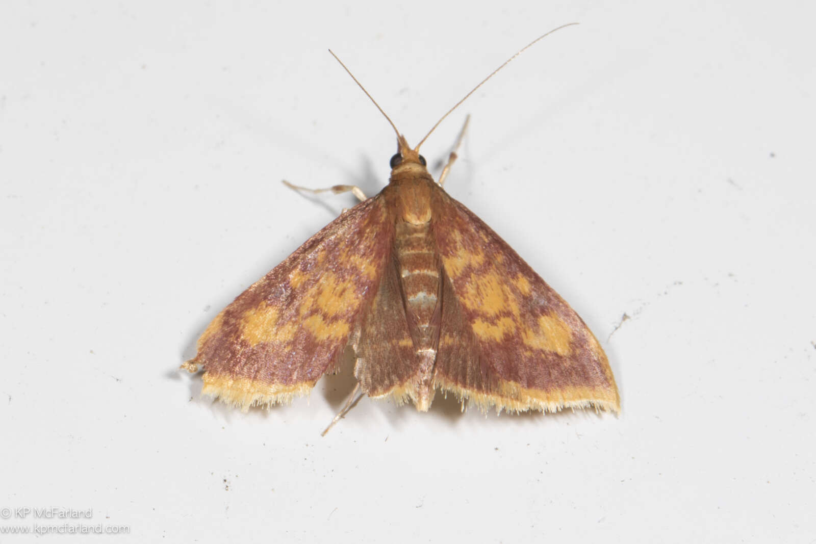 Image of Mint-loving Pyrausta