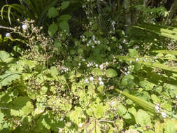 Image of New Zealand calceolaria