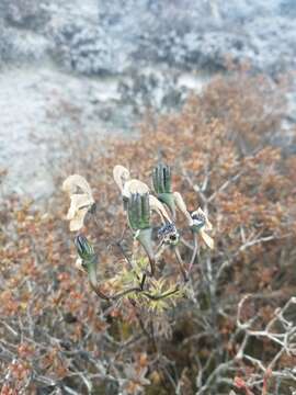 Image of Aconitum gammiei Stapf