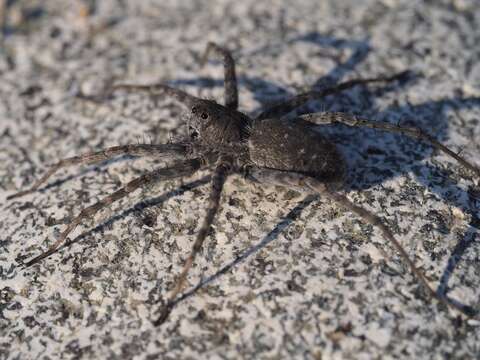 Image of Pardosa wagleri (Hahn 1822)