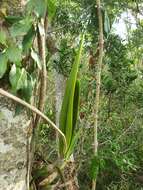 Image of Psychilis atropurpurea (Willd.) Sauleda