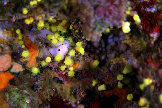 Image of Sunset cup coral