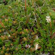 Image of Blunt-leaved Willow