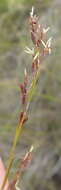 Tetraria microstachys (Vahl) H. Pfeiff.的圖片
