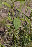 Image of Salacia rehmannii Schinz